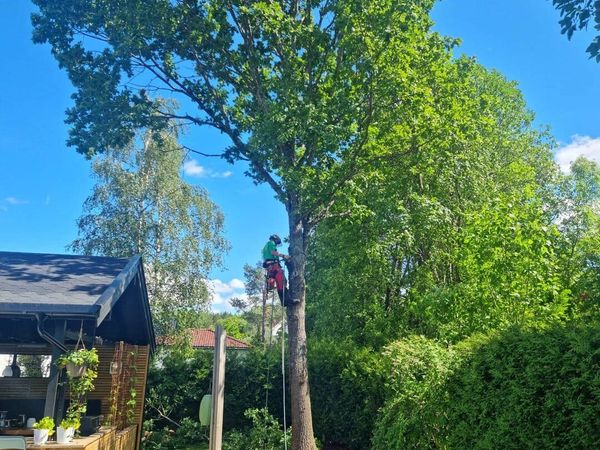 Stor stubbe etter trefelling, klar for stubbefresing, MR Trefelling