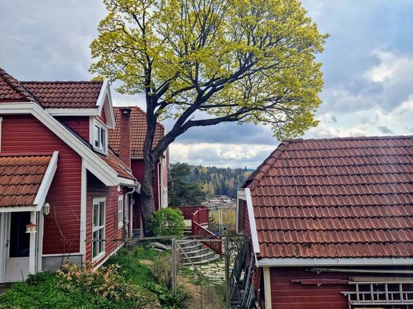 Klatrer med sikringsutstyr i tre, tilkomstteknikk, MR Trefelling