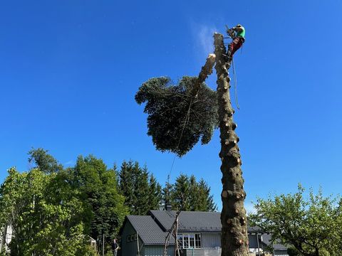 Trefelling