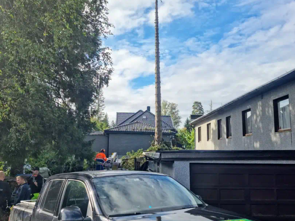Kontrollert felling med tau og nedfiring, MR Trefelling
