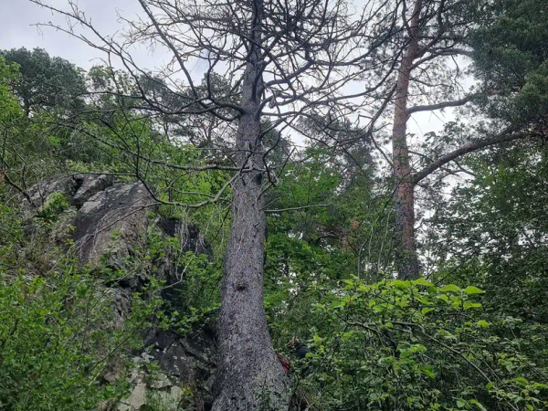 Trefelling nær bebyggelse i Asker, MR Trefelling