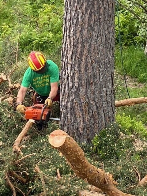 Tomterydding og rydding av skog, MR Trefelling