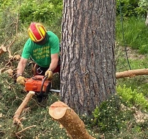 Tomterydding og rydding av gjengrodd skog, MR Trefelling