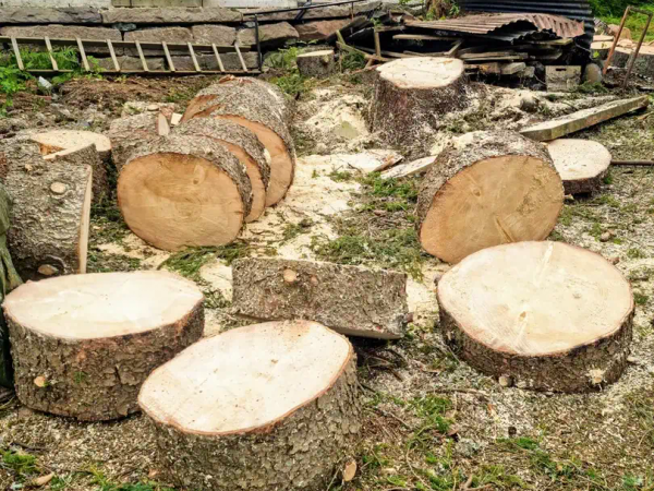 Stubbefresing i hage, stubbe freser ned under bakkenivå, MR Trefelling