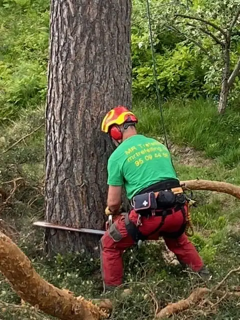Ekspert på trepleie og treskjæring.