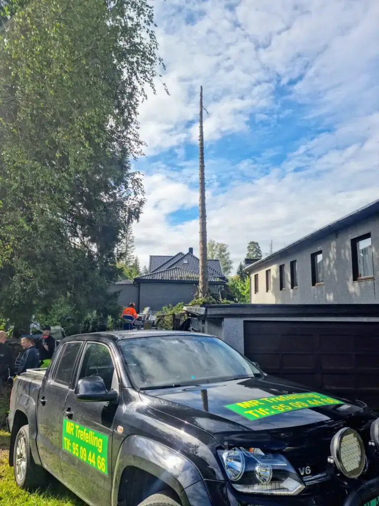 Skadet treverk i hage, tømmerhogst og trepleie med profesjonell service i Norge. Få hjelp til trefelling, beskjæring og trepleie for trygghet og estetikk.