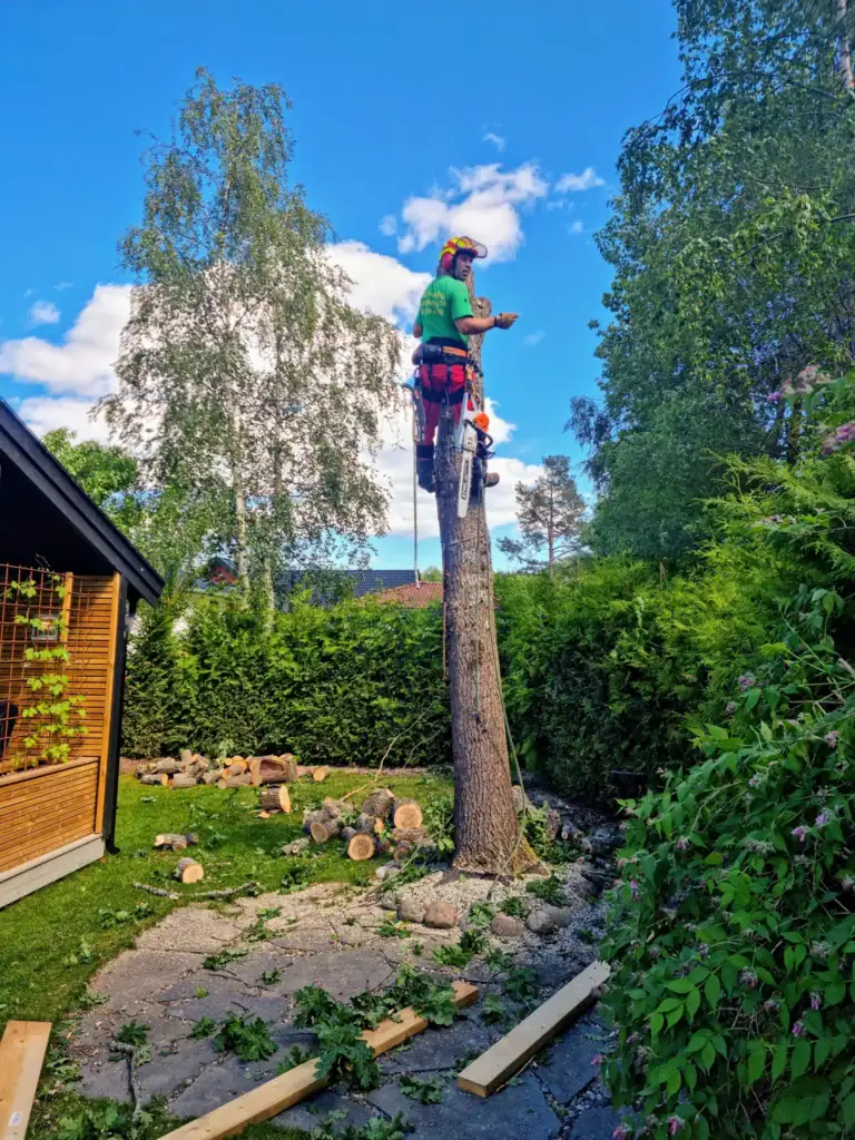 Slik feller du trær trygt og profesjonelt med vår ekspertkledning. Optimal trepleie og trehugging i hagen. Få hjelp til trearbeid fra profesjonelle på din nye nettside.