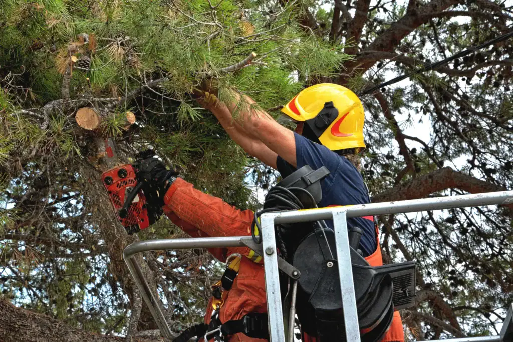 Sikker og effektiv trefelling ved hjelp av profesjonelle arborister for trygg trebeskjæring og fjerning.